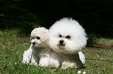 BICHON FRISE 606